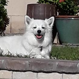 American Eskimo Dogs from Colleen’s Eskimos