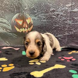 Andes - Dapple male Dachshund puppy in Irving, Texas from DFW Dachshunds by G & S