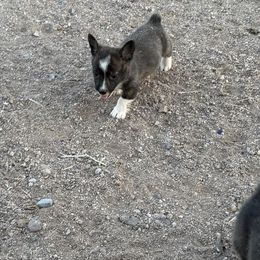 Little girl - Brindle and white female American Corgi puppy in Golden Valley, Arizona from Mahala Henry