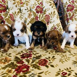 Cavalier King Charles Spaniels from Echo Valley Cavaliers