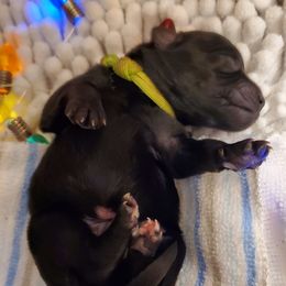 Boy 1 - Schnoodle puppy from Eveleigh Acres Puppies
