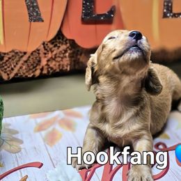 Hookfang - Red male Dachshund puppy in Vacaville, California from SchmooterBabies