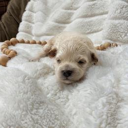 Jade - Cream male Maltipoo puppy in Utica, Ohio from Poodle Me Crazy