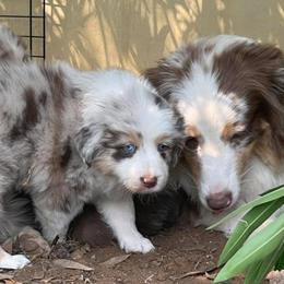 Australian Shepherd Puppies from Dream E River Ranch