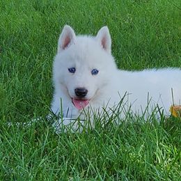 Siberian Husky Puppies from Light Foot Kennel