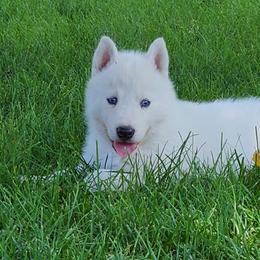 Siberian Husky Puppies from Light Foot Kennel