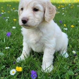 Vivian - Parti female Poodle puppy in Washington, Pennsylvania from Patriotic Poodles