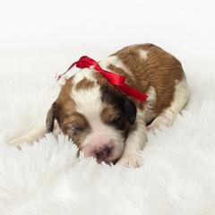 Gus - Parti male Springerdoodle puppy in Fargo, North Dakota from Dakota SpringerDoodles