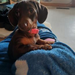 Dachshund Puppies from Jennifer Chadwell