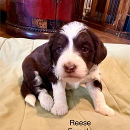 Reese - Brown and white female Bernedoodle puppy in Royse City, Texas from Platinum Bernedoodles of Texas