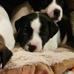 Veronica Mars - Black and white female Jack Russell Terrier puppy in California from Kimberlite