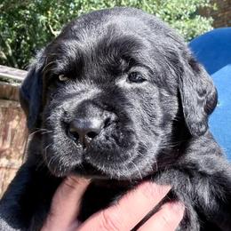 Stanley - Black male Labrador Retriever puppy in Rosenberg, Texas from Eastland Labradors