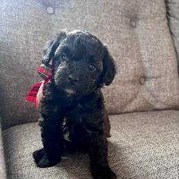 Riley - male Aussiedoodle puppy in Utica, Ohio from Poodle Me Crazy