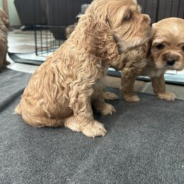 Cocker Spaniel Puppies from Clayton’s Cocker Spaniels