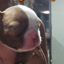 Lily's Boy - Fawn male Boston Terrier puppy in Versailles, Indiana from Benhams Bostons
