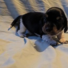Boy 1 - Piebald male Dachshund puppy in Battle Ground, Washington from Ferguson's Bulldogs