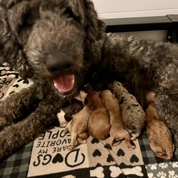 Pooh - Red  male Goldendoodle puppy in Mocksville, North Carolina from Little Bear Doodles