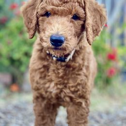 Aladdin - White - Poodle puppy in Sacramento, California from Creme de la Creme Standard Poodles
