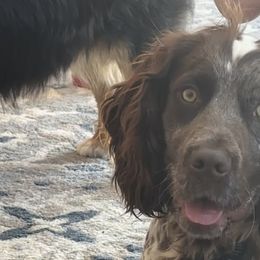 Aussiedoodles, Australian Shepherds, Cockapoos, Goldendoodles, and Poodles from K&S Country Kennels