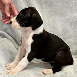 Mantle girl 5 - Mantle female Great Dane puppy in Westville, Florida from Boulder View Danes