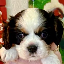 Ralphie - Tri-color male Cavalier King Charles Spaniel puppy in Huntington Beach, California from Russell Cavailers