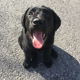 Labrador Retriever Puppies from Bear Bones Labradors
