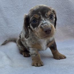 Ollie - Chocolate and tan male Dachshund puppy in Golden Valley, Arizona from Greatest Journey Ranchette