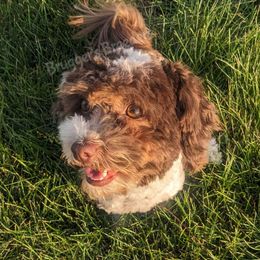 Nova - Havanese