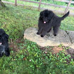 Pyrenean Shepherd puppies from La Rive Pyr Sheps LLC
