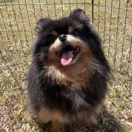 Nakita - Pomeranian