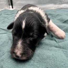 Girl 5 - Black white and tan female Shetland Sheepdog puppy in Pensacola, Florida from Nancy Barger's Siberian Huskies