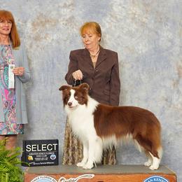 Hershey - Border Collie