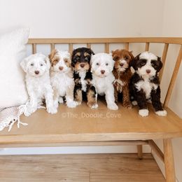 Australian Labradoodle and Goldendoodle Puppies from The Doodle Cove