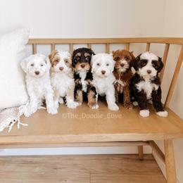 Australian Labradoodle and Goldendoodle Puppies from The Doodle Cove