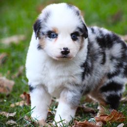 Effie - Blue merle female Miniature Australian Shepherd puppy in Menomonee Falls, Wisconsin from Hunt N Oaks