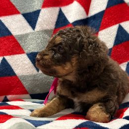 Pink Collar Girl - Phantom female Poodle puppy in Huntsville, Alabama from Flint River Poodles