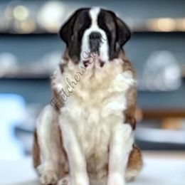 Thatcher - Saint Bernard