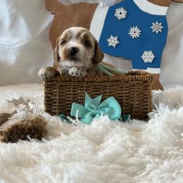 Aqua Collar Male - Red  male Goldendoodle puppy in Bradenton, Florida from Suncoast Goldendoodles