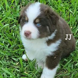 JJ - Red tri male Miniature Australian Shepherd puppy in Waxhaw, North Carolina from Cane Creek Aussies