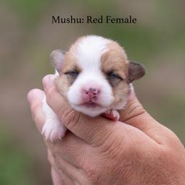 Mushu - Red female Pembroke Welsh Corgi puppy in Manchester, Kentucky from Riverside Corgis