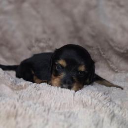 Blossom - Black and tan female Dachshund puppy in Tucson, Arizona from Crowned Doxies