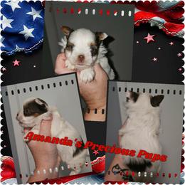 Oakley - Chocolate, tan and white male Yorkshire Terrier puppy in Wartburg, Tennessee from Amanda's Precious Pups