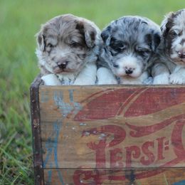Assorted Doodle Crosses, Aussiedoodles, and Goldendoodles from Lucky Dog Puppies