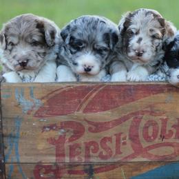 Assorted Doodle Crosses, Aussiedoodles, and Goldendoodles from Lucky Dog Puppies
