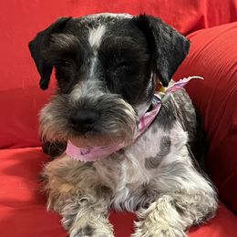 Miniature Schnauzers from Ka-Lee Rose Miniature Schnauzer’s