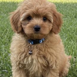 Nugget (Blue Collar Boy) - Red male Cavapoo puppy in Gilbert, Arizona from Azteddybeardoodles
