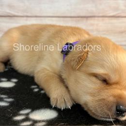 Purple - Yellow male Labrador Retriever puppy in Moyock, North Carolina from Shoreline Labradors