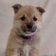 Norwegian Buhunds from Rose Shadow Ranch