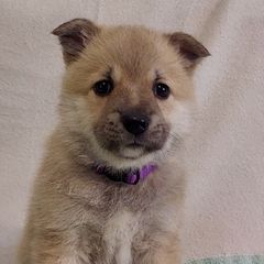 Norwegian Buhunds from Rose Shadow Ranch