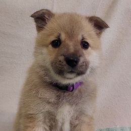 Norwegian Buhunds from Rose Shadow Ranch